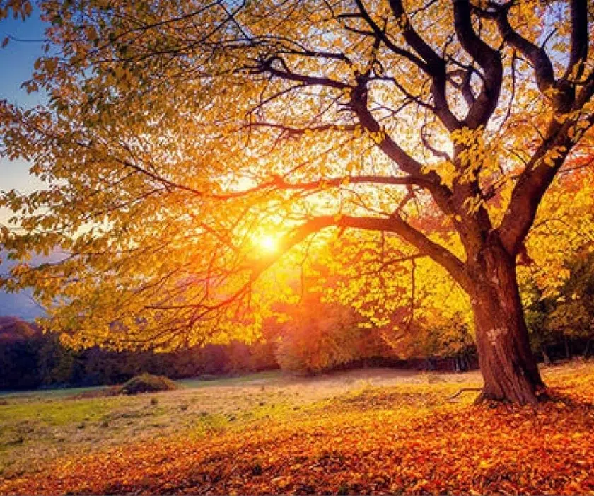 Photo du soleil couchant à travers un arbre